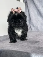 Iris, a female Shih Tzu for sale in Orwell, OH – 2 of 5