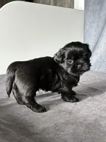 Jack, a male Shih Tzu for sale in Orwell, OH – 3 of 4