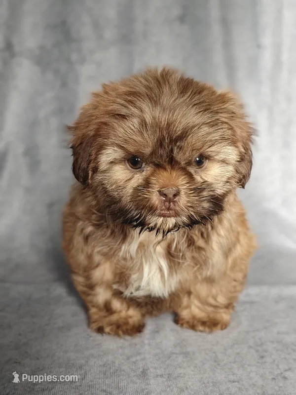 Elvis  – Shih Tzu puppy for sale in Orwell, OH
