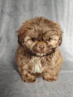 Elvis , a male Shih Tzu for sale in Orwell, OH – 1 of 2