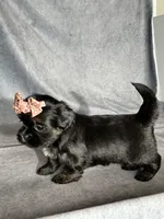 Joy, a female Shih Tzu for sale in Orwell, OH – 2 of 4
