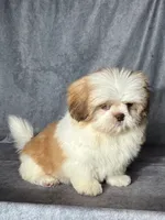 Kai (AKC), a male Shih Tzu for sale in Orwell, OH – 5 of 6