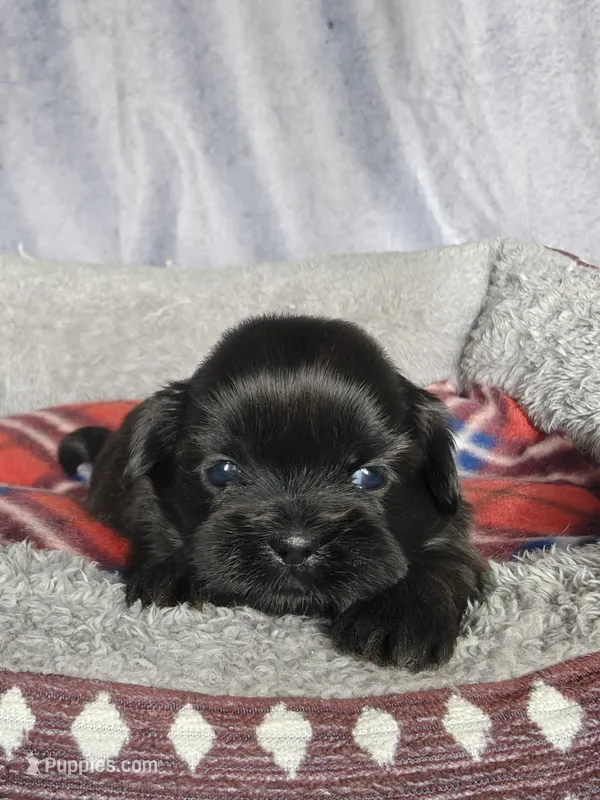 Gabe – Shih Tzu puppy for sale in Orwell, OH