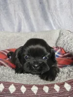 Gabe, a male Shih Tzu for sale in Orwell, OH – 1 of 3