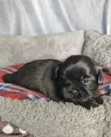 Gabe, a male Shih Tzu for sale in Orwell, OH – 2 of 3