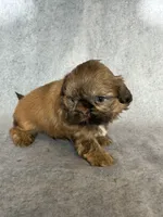 Lee (AKC), a male Shih Tzu for sale in Orwell, OH – 2 of 4