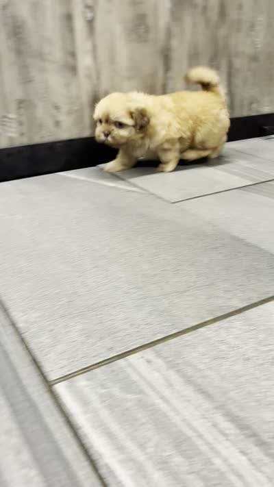 Kota, a male Shih Tzu for sale in Orwell, OH – 4 of 4