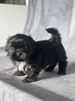 Hutch, a male Shih Tzu for sale in Orwell, OH – 2 of 4