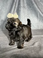Juliet, a female Shih Tzu for sale in Orwell, OH – 3 of 3