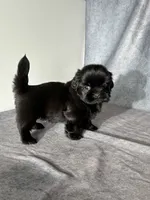 Jupiter, a male Shih Tzu for sale in Orwell, OH – 3 of 3