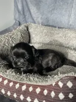 Hutch, a male Shih Tzu for sale in Orwell, OH – 2 of 3