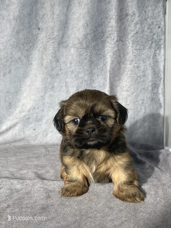 Gio – Shih Tzu puppy for sale in Orwell, OH