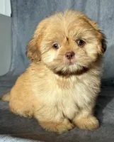 Kota (AKC), a male Shih Tzu for sale in Orwell, OH – 3 of 4