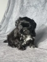 Hutch, a male Shih Tzu for sale in Orwell, OH – 3 of 4
