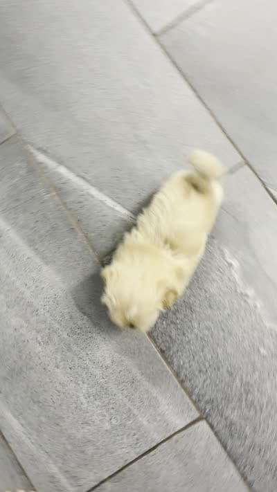 Nina, a female Shih Tzu for sale in Orwell, OH – 4 of 4