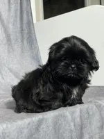 Bear, a male Shih Tzu for sale in Orwell, OH – Photo 2 of 3