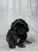 Bear, a male Shih Tzu for sale in Orwell, OH – Photo 1 of 3