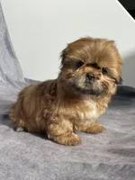 Asher, a male Shih Tzu for sale in Orwell, OH – Photo 2 of 3