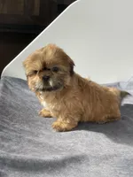 Asher, a male Shih Tzu for sale in Orwell, OH – Photo 3 of 3