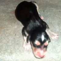 Zeus, a male Afghan Hound for sale in Clovis, NM – Photo 3 of 4