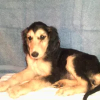 Zeus, a male Afghan Hound for sale in Clovis, NM – Photo 2 of 4