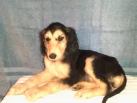 processed/7361545b-f1bd-45e3-8f21-d24db39f1e85/listing/0c402d0a-9835-458d-9642-8bfa1d5623a6/fda0300f-1530-4824-9b92-9d1286bee7f5