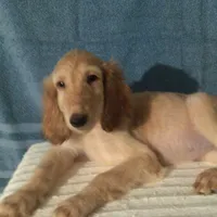 Gemini, a female Afghan Hound for sale in Clovis, NM – Photo 1 of 3