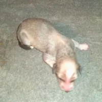 Gemini, a female Afghan Hound for sale in Clovis, NM – Photo 2 of 3