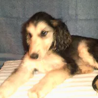 Olympus, a male Afghan Hound for sale in Clovis, NM – Photo 2 of 4