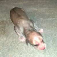 Oceanus, a male Afghan Hound for sale in Clovis, NM – Photo 3 of 4