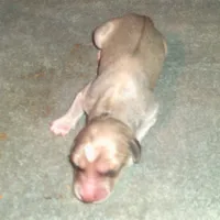 Aurora, a female Afghan Hound for sale in Clovis, NM – Photo 2 of 3