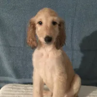 Aurora, a female Afghan Hound for sale in Clovis, NM – Photo 1 of 3