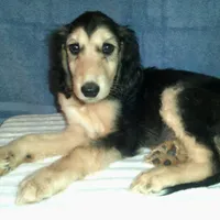 Orion, a male Afghan Hound for sale in Clovis, NM – Photo 1 of 3