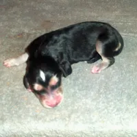 Orion, a male Afghan Hound for sale in Clovis, NM – Photo 2 of 3