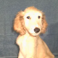 Osirus, a male Afghan Hound for sale in Clovis, NM – Photo 1 of 4