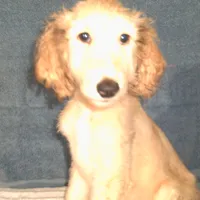 Osirus, a male Afghan Hound for sale in Clovis, NM – Photo 2 of 4