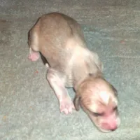 Osirus, a male Afghan Hound for sale in Clovis, NM – Photo 4 of 4