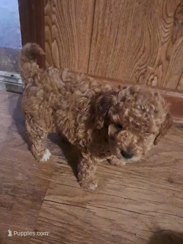 Cookie – Miniature Goldendoodle puppy for sale in Newport, AR