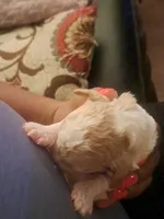 Cookie, a female Miniature Goldendoodle for sale in Newport, AR – Photo 2 of 3