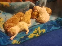 Cookie, a female Miniature Goldendoodle for sale in Newport, AR – Photo 3 of 3