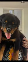 Rottweiler, a female Rottweiler for sale in Hialeah, FL – 4 of 5