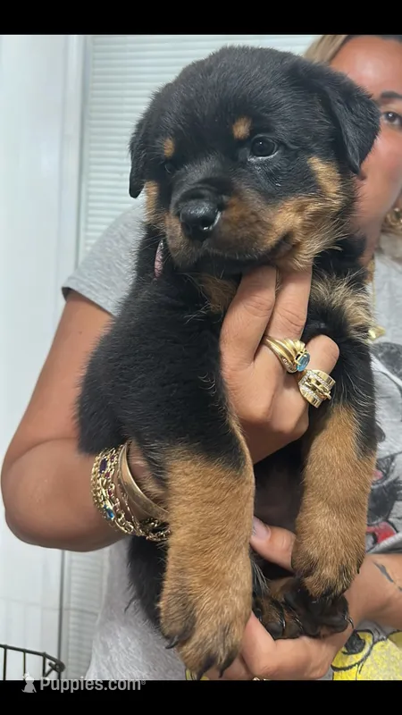 Rottweiler – Rottweiler puppy for sale in Hialeah, FL