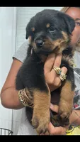 Rottweiler, a female Rottweiler for sale in Hialeah, FL – 1 of 5