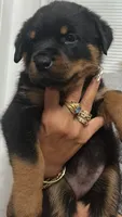 Rottweiler, a female Rottweiler for sale in Hialeah, FL – 2 of 5