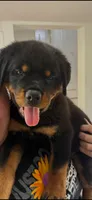 Rottweiler, a female Rottweiler for sale in Hialeah, FL – 5 of 5