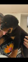 Rottweiler, a female Rottweiler for sale in Hialeah, FL – 3 of 5