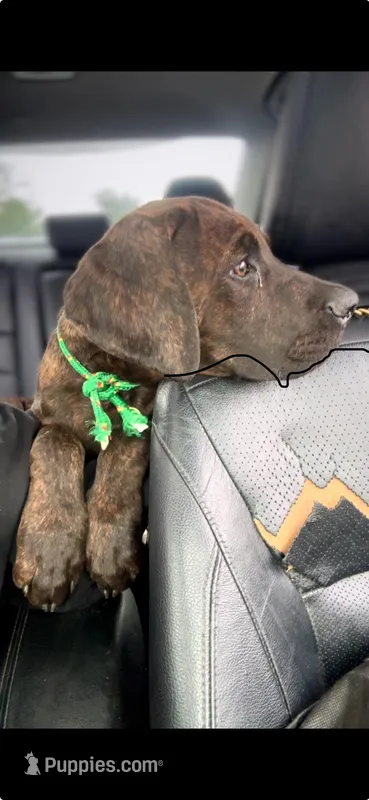 Puppy #1 – Cane Corso puppy for sale in Perris, CA