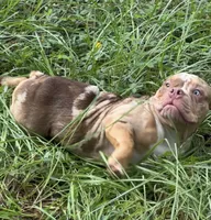 oreo , a female American Bully for sale in Eustis, FL – 2 of 4