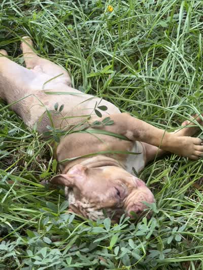 oreo , a female American Bully for sale in Eustis, FL – 3 of 4