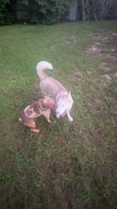 oreo , a female American Bully for sale in Eustis, FL – 4 of 4